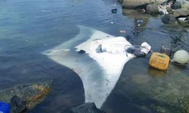 Cá đuối khủng được lai dắt về đảo Lý Sơn - Ảnh Văn Mịnh 