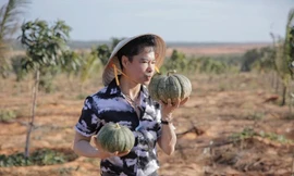 Cán bộ bị kiểm điểm vì thông tin ca sĩ Ngọc Sơn mua 50 ha đất ở Bình Thuận