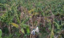 Mới nhất vụ 10 ha chuối ở Đồng Nai khô héo, hư hỏng nghi do phân bón