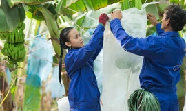 HAGL Agrico thua lỗ 14 quý liên tiếp