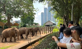 Hướng giải quyết để Thảo cầm viên Sài Gòn không đóng cửa, dù nợ 800 tỷ đồng thuê đất