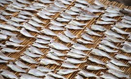 Nhức nhối ô nhiễm môi trường ở Cụm công nghiệp chế biến hải sản Phú Hài