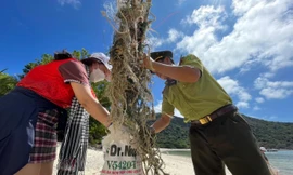 Thăm nơi rùa biển làm tổ đẻ trứng nhiều nhất Việt Nam