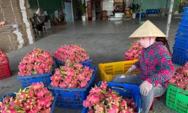 Thanh Long rớt giá, Bình Thuận gấp rút tìm phương án 'giải cứu'