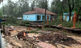 Bình Thuận yêu cầu xử lý vụ phá rừng làm dự án Khu du lịch Cam Bình