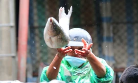 Tay trần bê đá lạnh, bắt cá tươi trong cái rét thấu xương Hà Nội