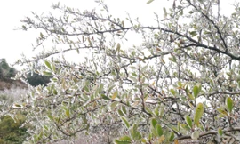 Xuất hiện băng tuyết tại xã biên giới Mèo Vạc - Hà Giang