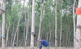 Mô Ray bừng thức