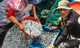 Ngư dân Bình Định trúng đậm lộc biển, thu 225 tấn ruốc, cá cơm sau 3 ngày