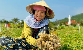 Tỏi cô đơn cực kỳ hiếm