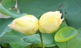 Xuất hiện cặp sen tịnh đế Bỉ Ngạn Vàng siêu hiếm