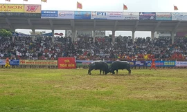 Chính thức khai hội chọi trâu Đồ Sơn