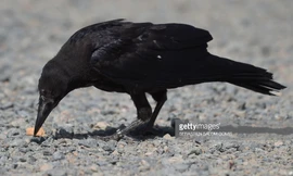 Quạ là loài chim rất thông minh và được sử dụng nhặt rác.