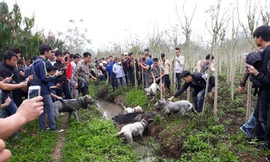 Hàng trăm người hiếu kỳ xem chó săn và lợn rừng "tử chiến".