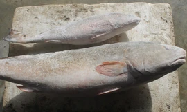 2 con cá nghi là cá sủ vàng, được thương lái trả giá bạc tỷ. Ảnh: Dân Trí.