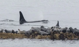 60 con hải cẩu chen chúc trên tảng đá trốn cá voi