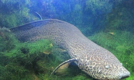 Cá phổi có thể chết nếu sống ở dưới nước quá lâu.