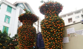 Cặp quất lục bình 'khủng' giá hàng chục triệu ở Hà Nội