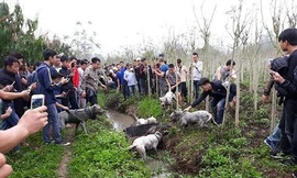 Nhiều người thích thú xem đàn chó lao vào cắn xé con lợn rừng tại Hà Nội gây bức xúc cho cộng đồng mạng xã hội.