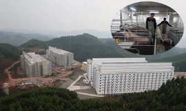 Choáng “khách sạn” 7 tầng chỉ để nuôi heo