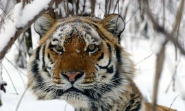 Hổ tử chiến đến chết khiến khách tham quan hãi hùng