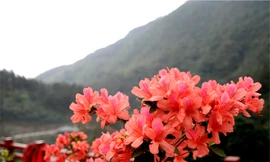 Thiên đường đỗ quyên bên núi Tây Thiên