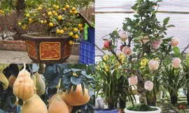 Đường phố Hà Nội tràn ngập các loại cây cảnh độc lạ.