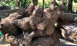 Củ khoai vạc nặng 110kg do anh Đường đào được ngày 3/3. Ảnh: Đ.H.