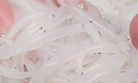 Cá ngần sông Đà giá 300.000 đồng/kg gây 'sốt' thị trường