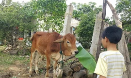 Bò đực giống được hỗ trợ dịp cuối năm 2017 tại UBND xã Triệu Độ.