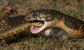 Mải mê đi săn chuột, con rắn bị hổ mang chúa rình rồi làm thịt