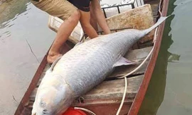 Con cá trắm đen nặng 61 kg do ngư dân đánh lưới bắt được tại hồ Thác Bà 