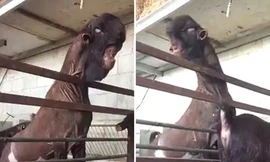 'Dê quỷ' có hình dáng giống khủng long