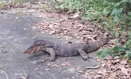 Thả kỳ đà hoa quý hiếm nặng 11kg về rừng