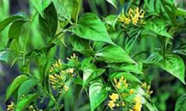 3 người ở Nghệ An tử vong vì uống rượu ngâm lá ngón