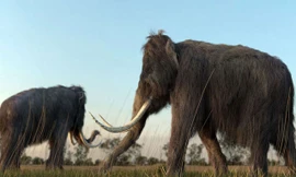 Các nhà khoa học đang lên kế hoạch “hồi sinh” loài voi ma mút lông xoăn.