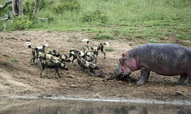 Đàn chó hoang chạm trán với hà mã, quyết đoạt xác linh dương. Ảnh: Pierries du Toit.