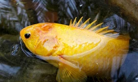 Cá rô vàng óng trông rất lạ mắt. Ảnh: An Phú.