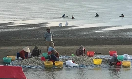 300 tấn nghêu chết bất thường do đầm nuôi tôm xả thải?