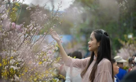 Lễ hội hoa anh đào bên hồ Gươm đông nghẹt du khách
