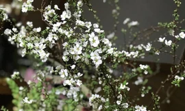 Người Việt sắm hoa anh đào, tuyết mai bạc triệu chơi Tết