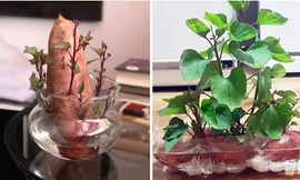 'Khoai lang bon sai' - thú trang trí nhà mới chỉ tốn vài nghìn đồng