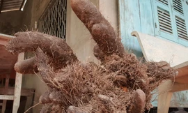 Cận cảnh củ khoai “khủng” nặng 26kg được nông dân Vĩnh Long thu hoạch.