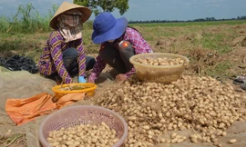 Khoai lùn trồng chơi ăn thiệt