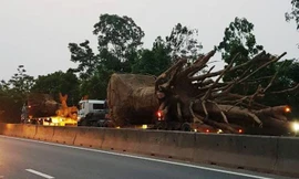 Đoàn xe chở cây "quái thú".