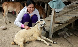 Thiếu thức ăn khiến cừu bị suy kiệt, chết dần. Ảnh: Xuân Ngọc.