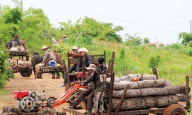 Dân lợi dụng việc chuyển rừng nghèo khai thác gỗ trái phép