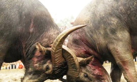 Những đòn đánh đẹp nhất hội chọi trâu Hải Lựu