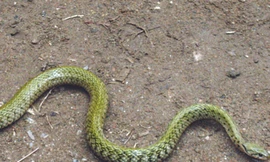 Rắn 'thần' động cả huyện