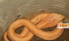 Bác tin đồn ‘rắn thần’ ở Lào Cai